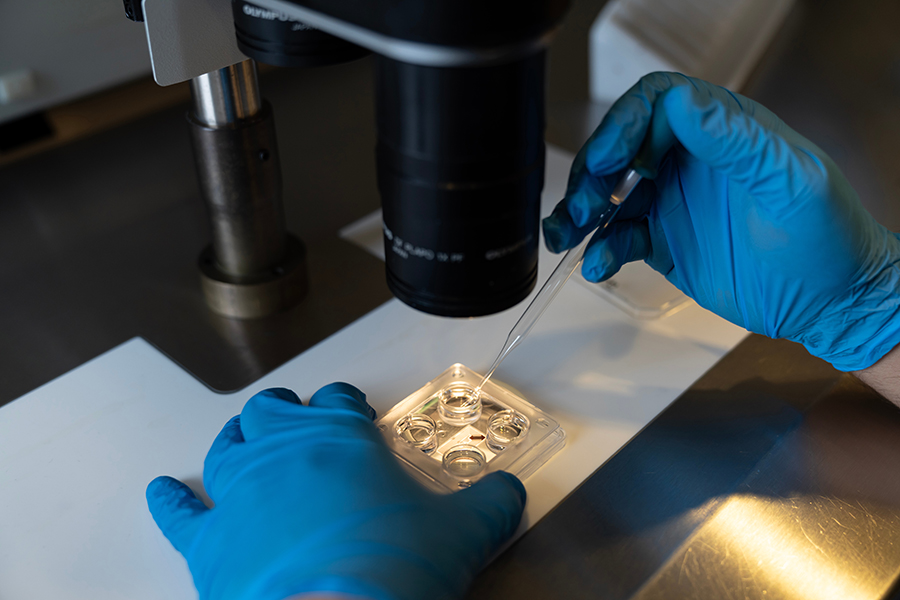 Embriologist putting sperm sample to examine under microscope or